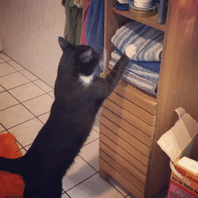 がるちゃん猫カフェ53号店 開店しました♪（初めての方も大歓迎!!）