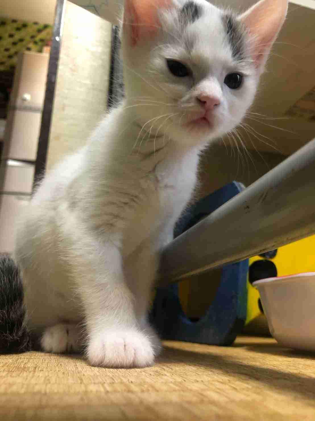 がるちゃん猫カフェ53号店 開店しました♪（初めての方も大歓迎!!）