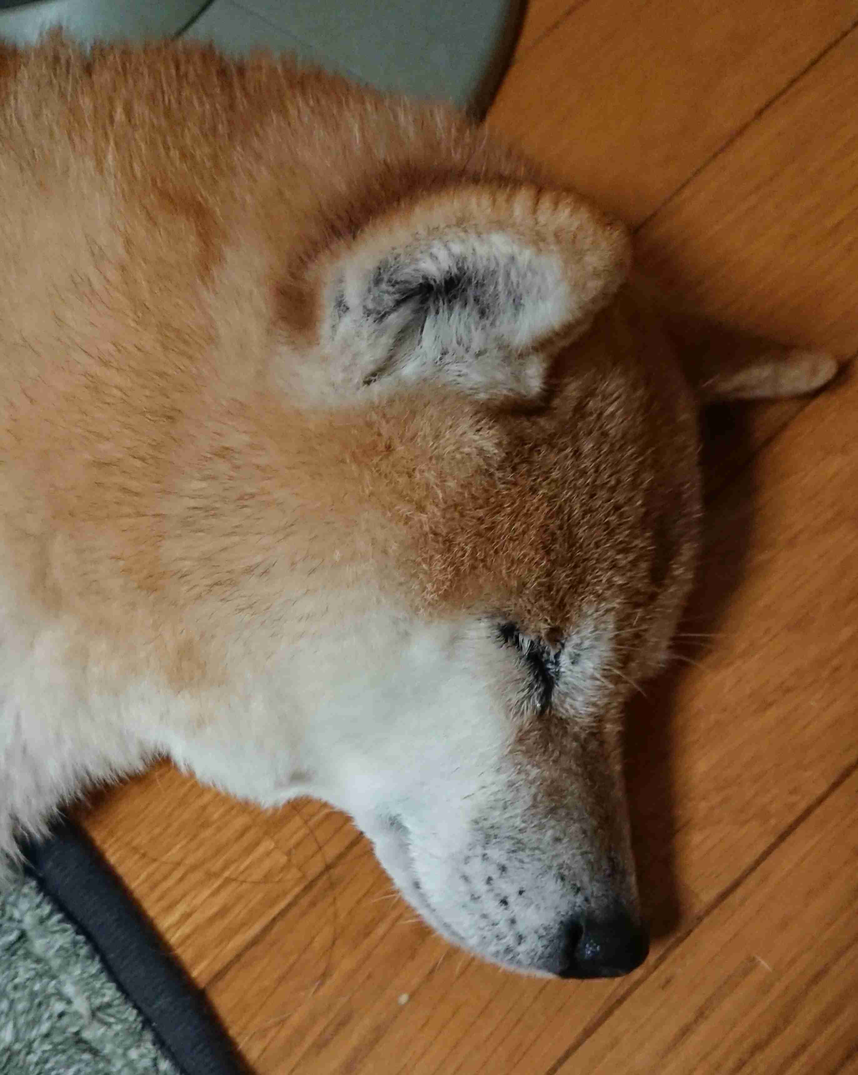 (身バレしない程度に)お宅のわんちゃん見せてください!Part2