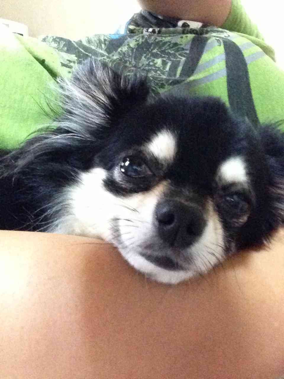 (身バレしない程度に)お宅のわんちゃん見せてください!Part2