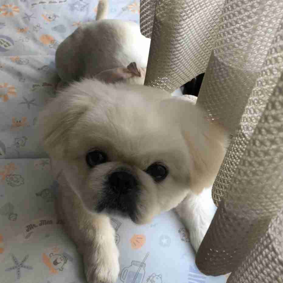 (身バレしない程度に)お宅のわんちゃん見せてください!Part2