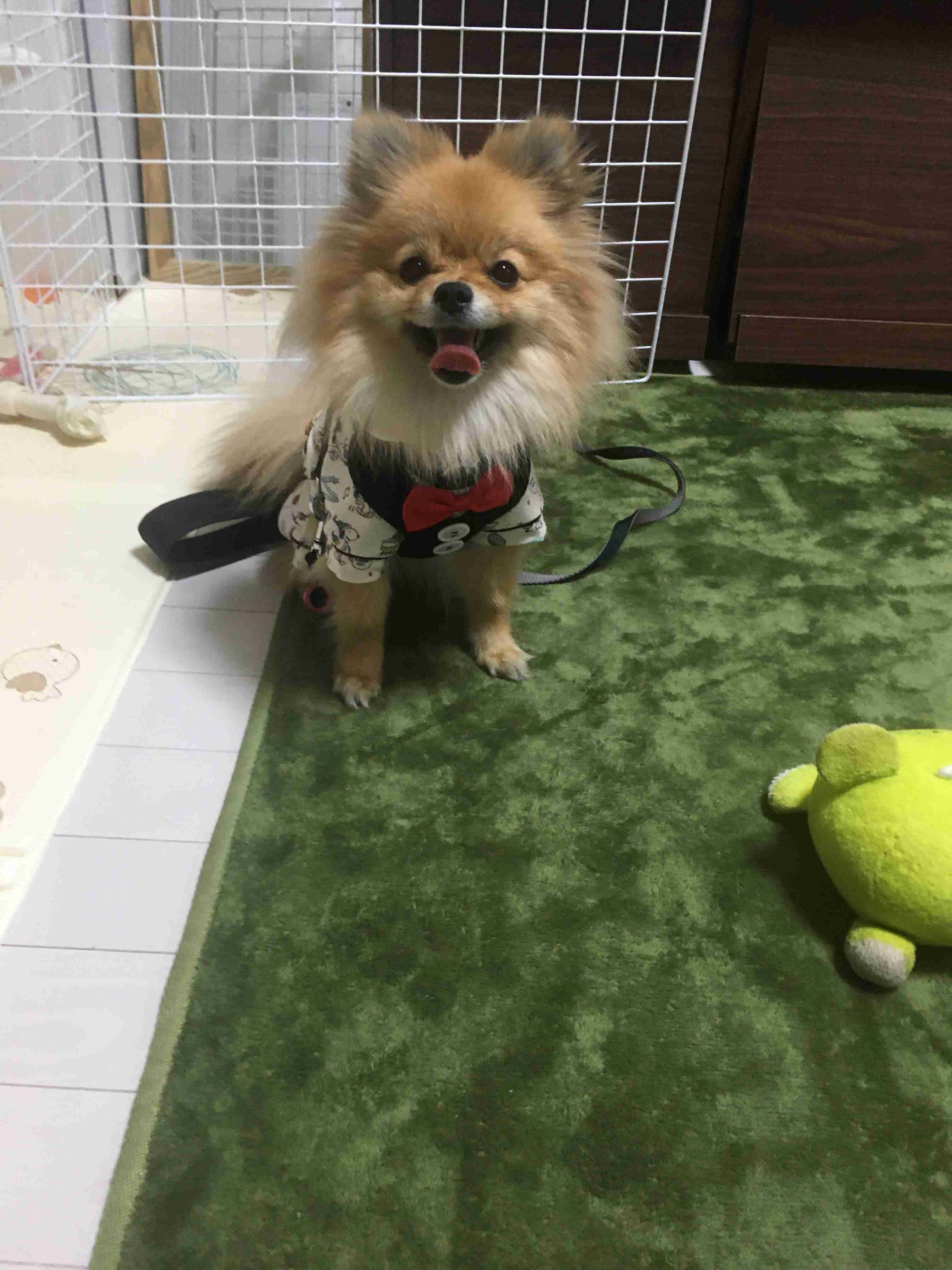 (身バレしない程度に)お宅のわんちゃん見せてください!Part2