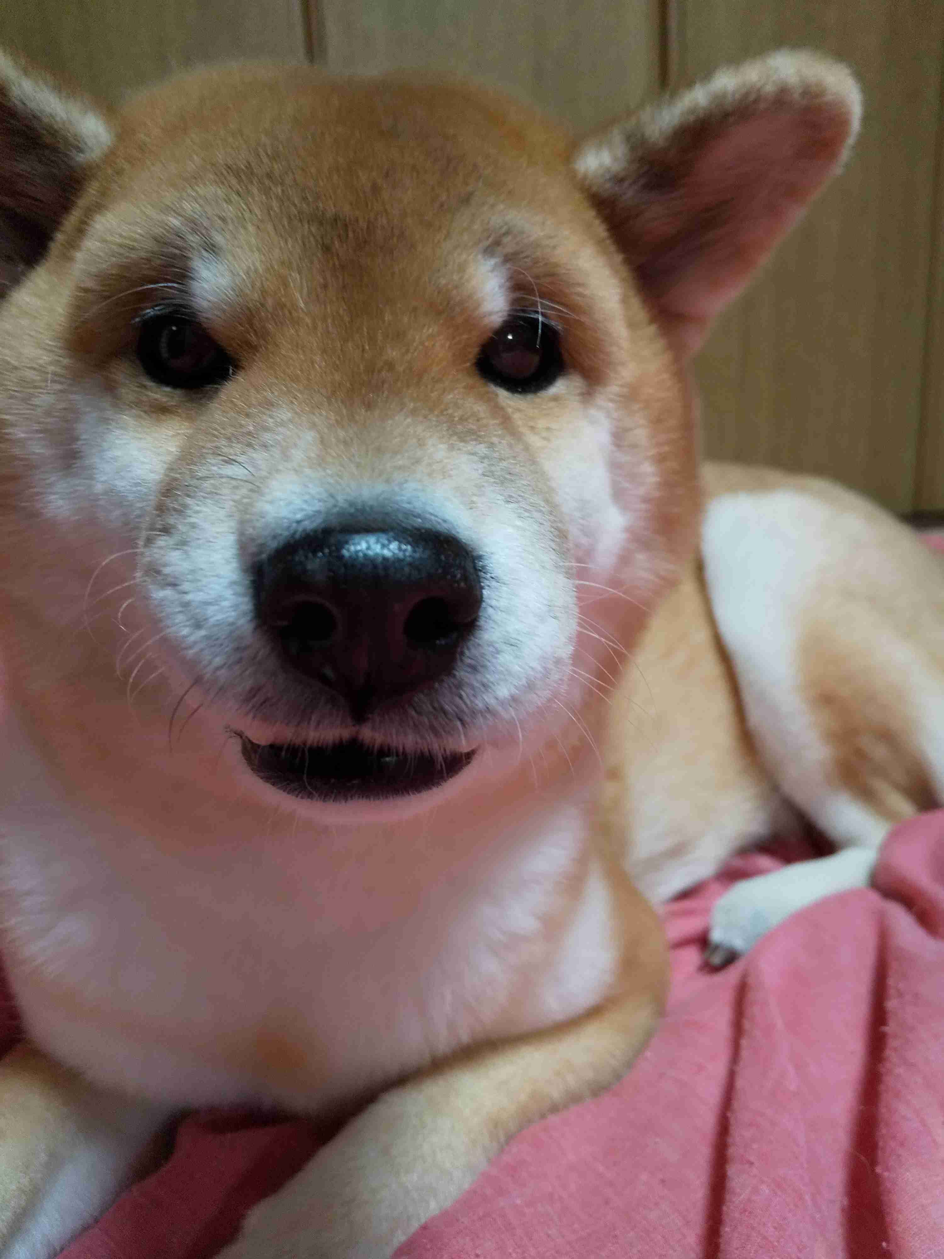 (身バレしない程度に)お宅のわんちゃん見せてください!Part2