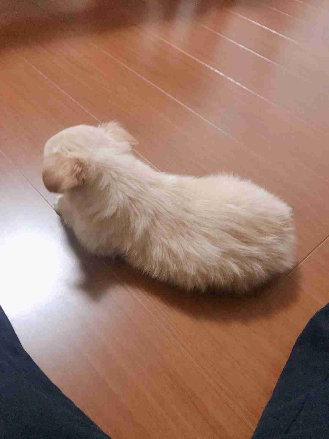 (身バレしない程度に)お宅のわんちゃん見せてください!Part2
