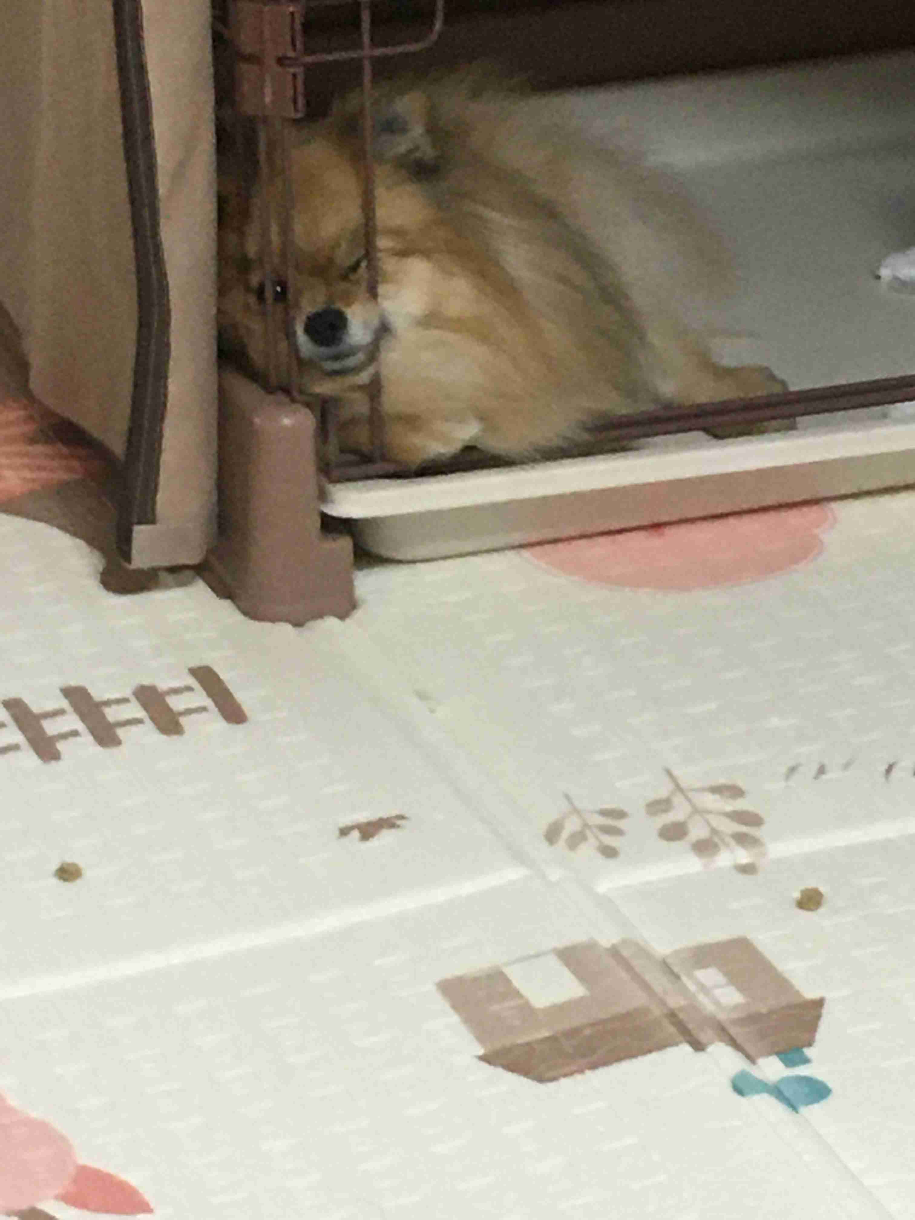 (身バレしない程度に)お宅のわんちゃん見せてください!Part2