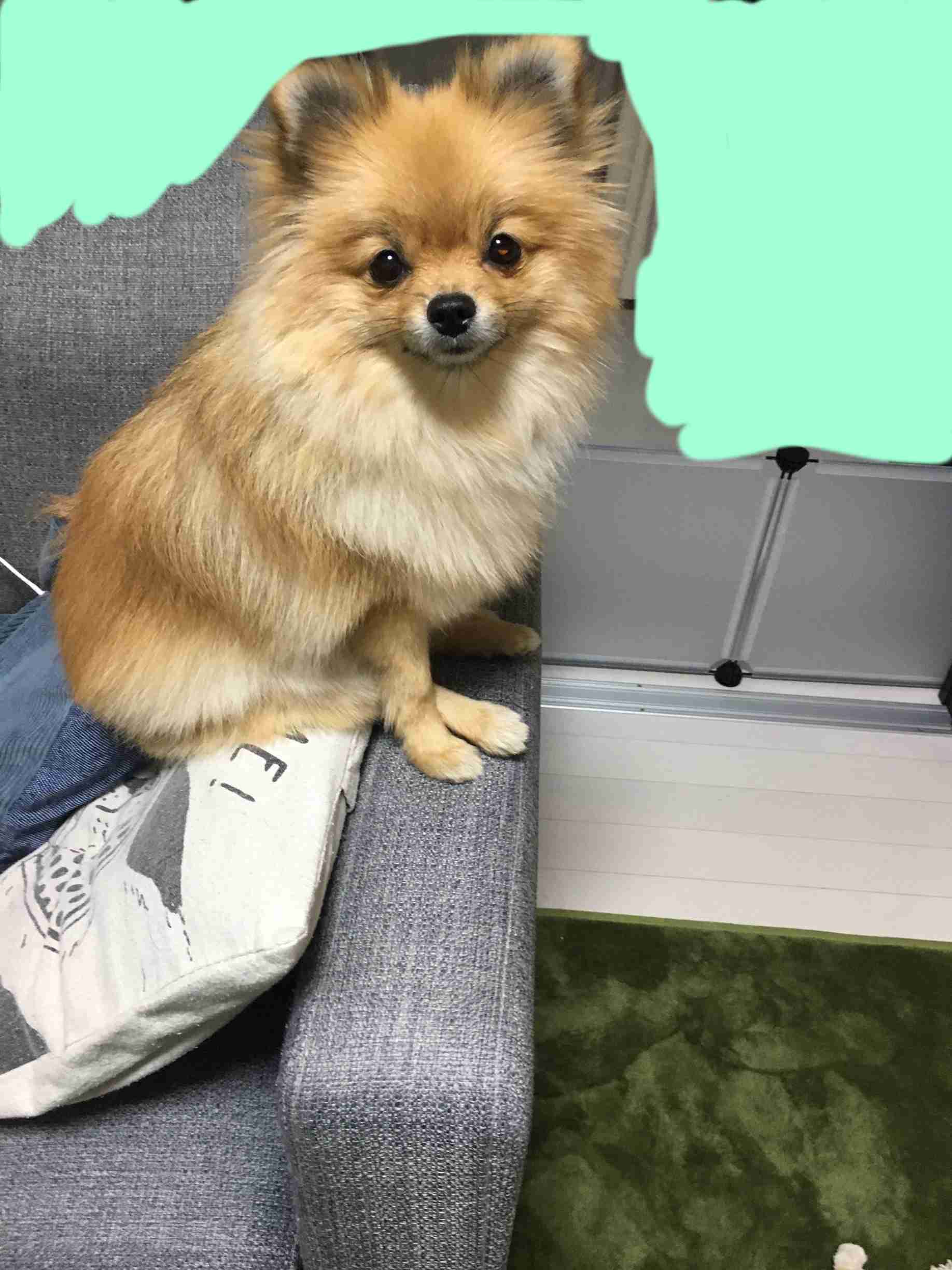 (身バレしない程度に)お宅のわんちゃん見せてください!Part2