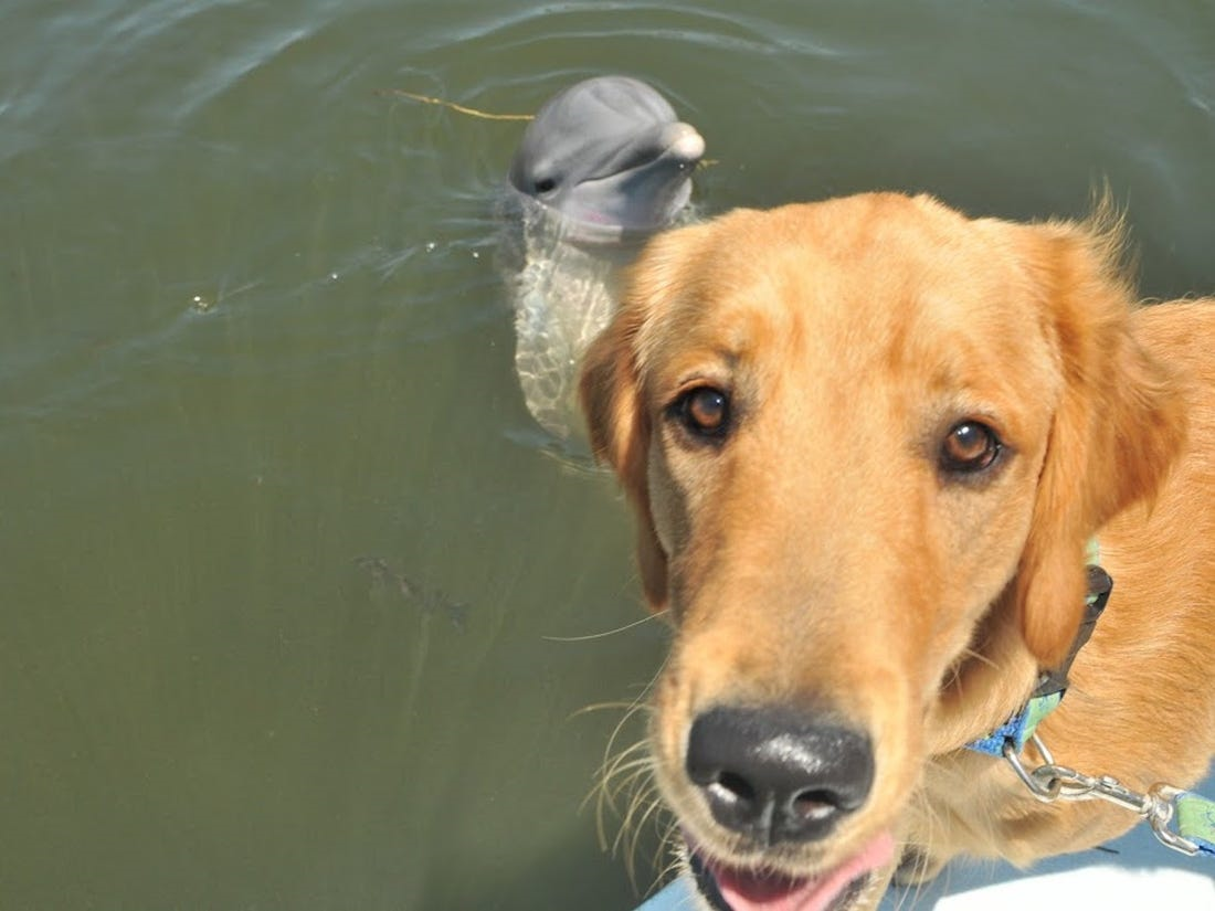 6年前からずっと仲良しの犬とイルカ、種族を超えた友情が美しい(米)