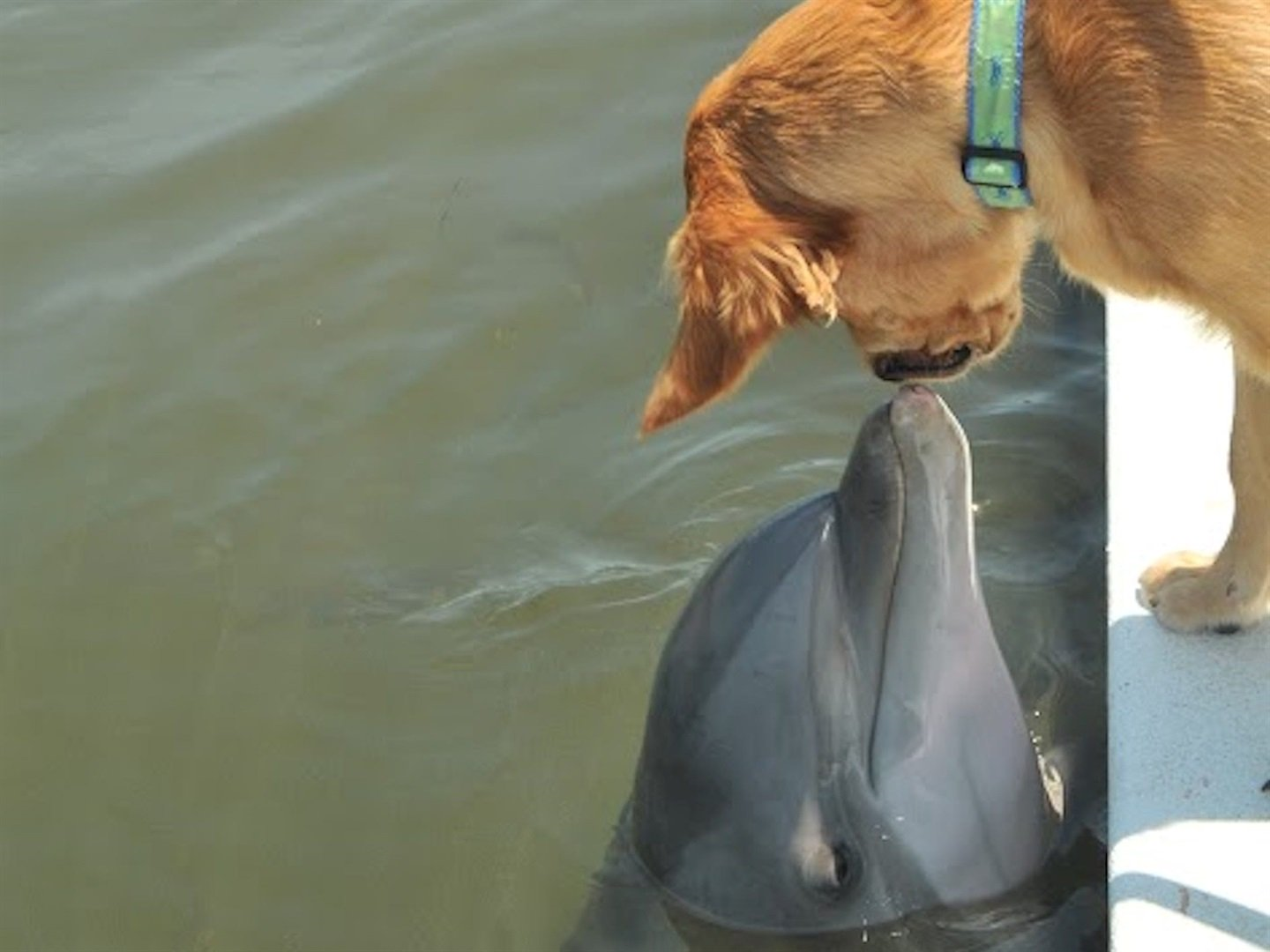 6年前からずっと仲良しの犬とイルカ、種族を超えた友情が美しい(米)
