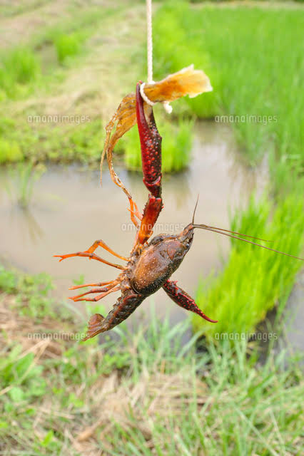 【夏休み】ここだけ昭和の小学生