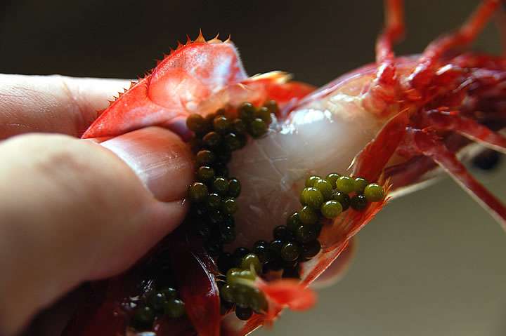 えび、エビ、海老!!