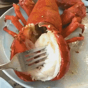 えび、エビ、海老!!