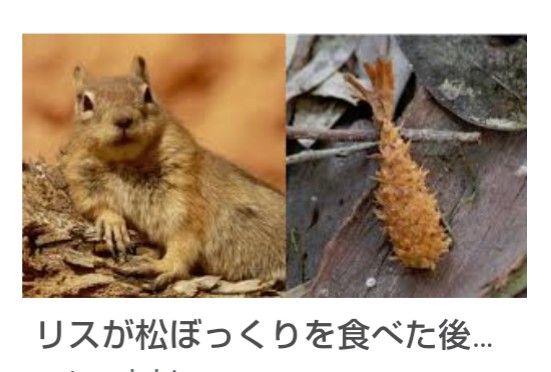 えび、エビ、海老!!