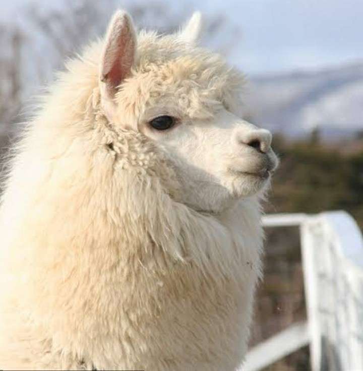 【動物に】○○顔が好き【例えると】