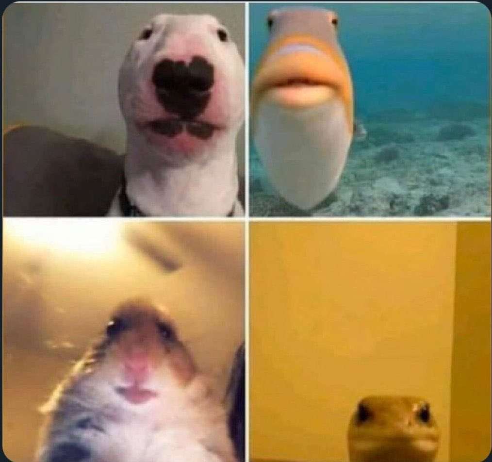 【動物に】○○顔が好き【例えると】