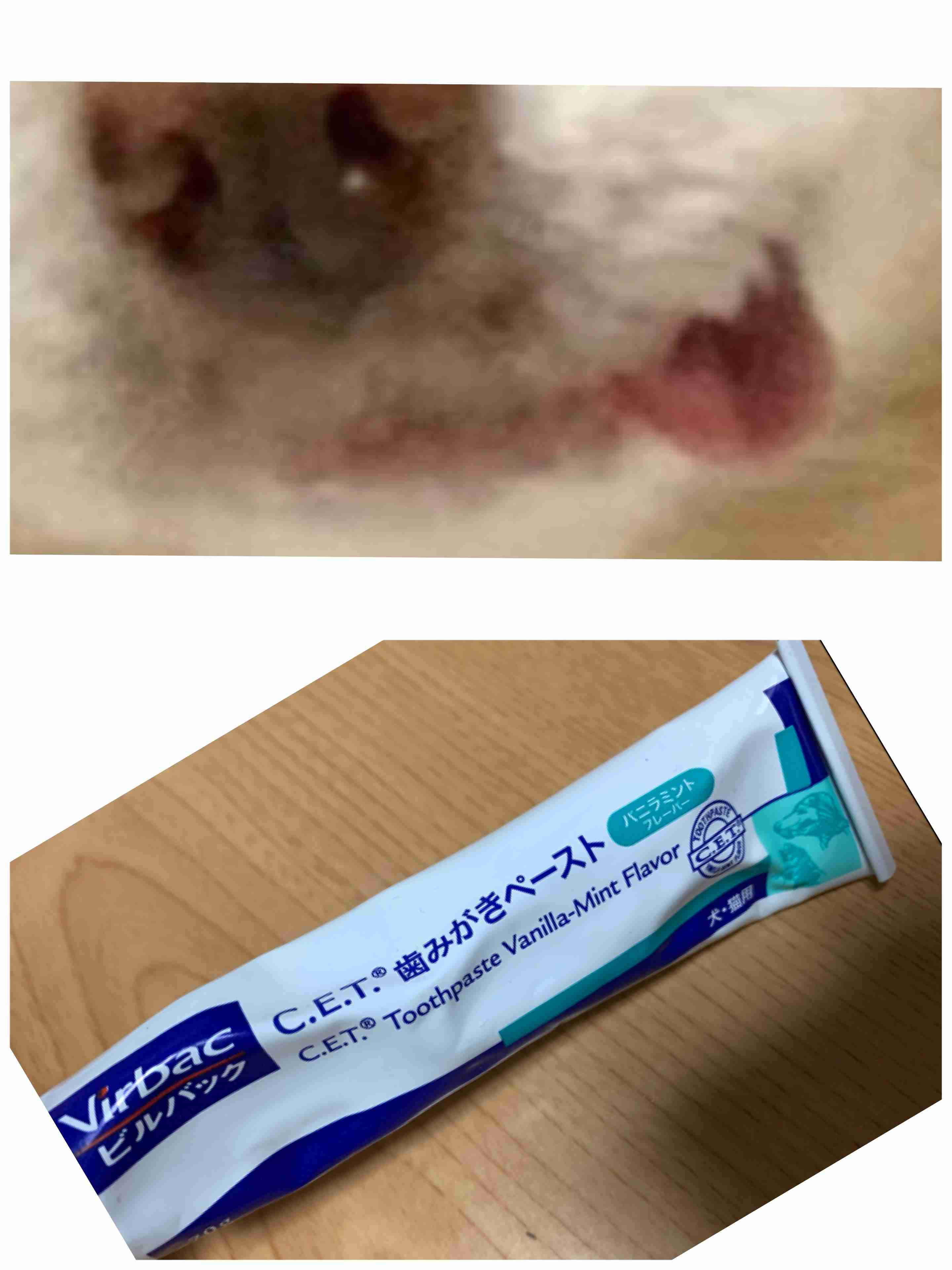 ペットの歯石除去と全身麻酔(犬・猫)