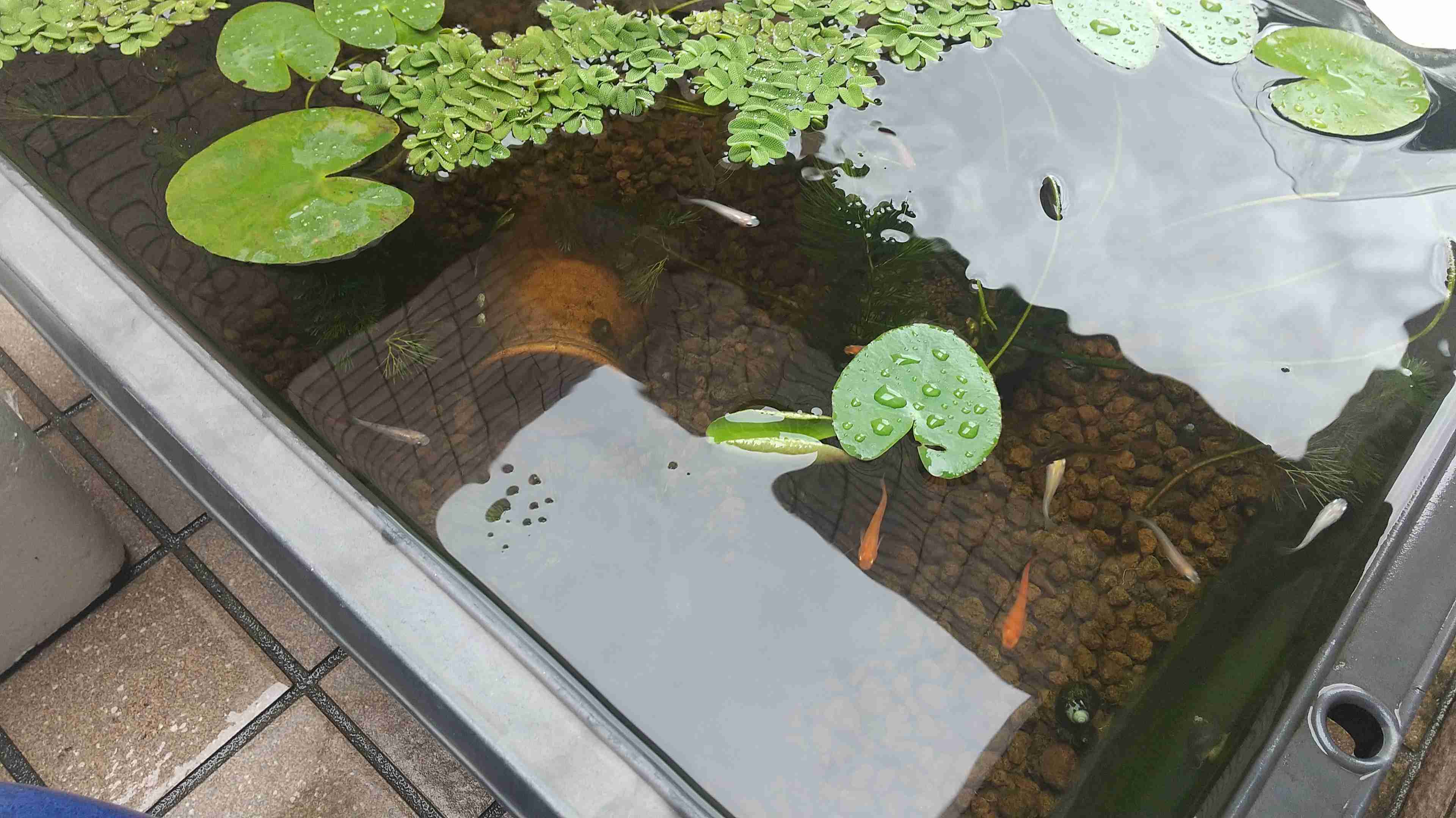 メダカ倶楽部 part 7