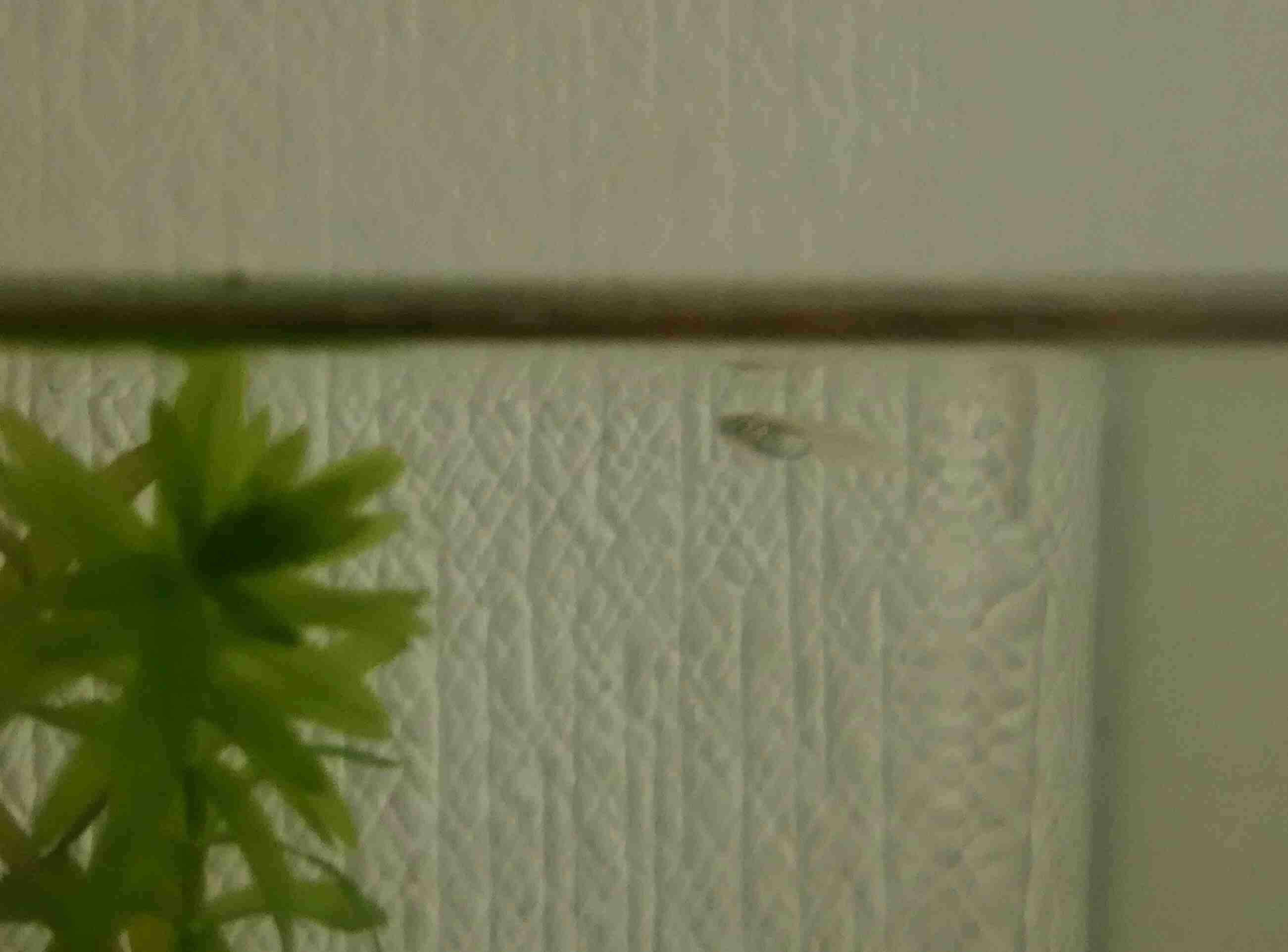 メダカ倶楽部 part 7