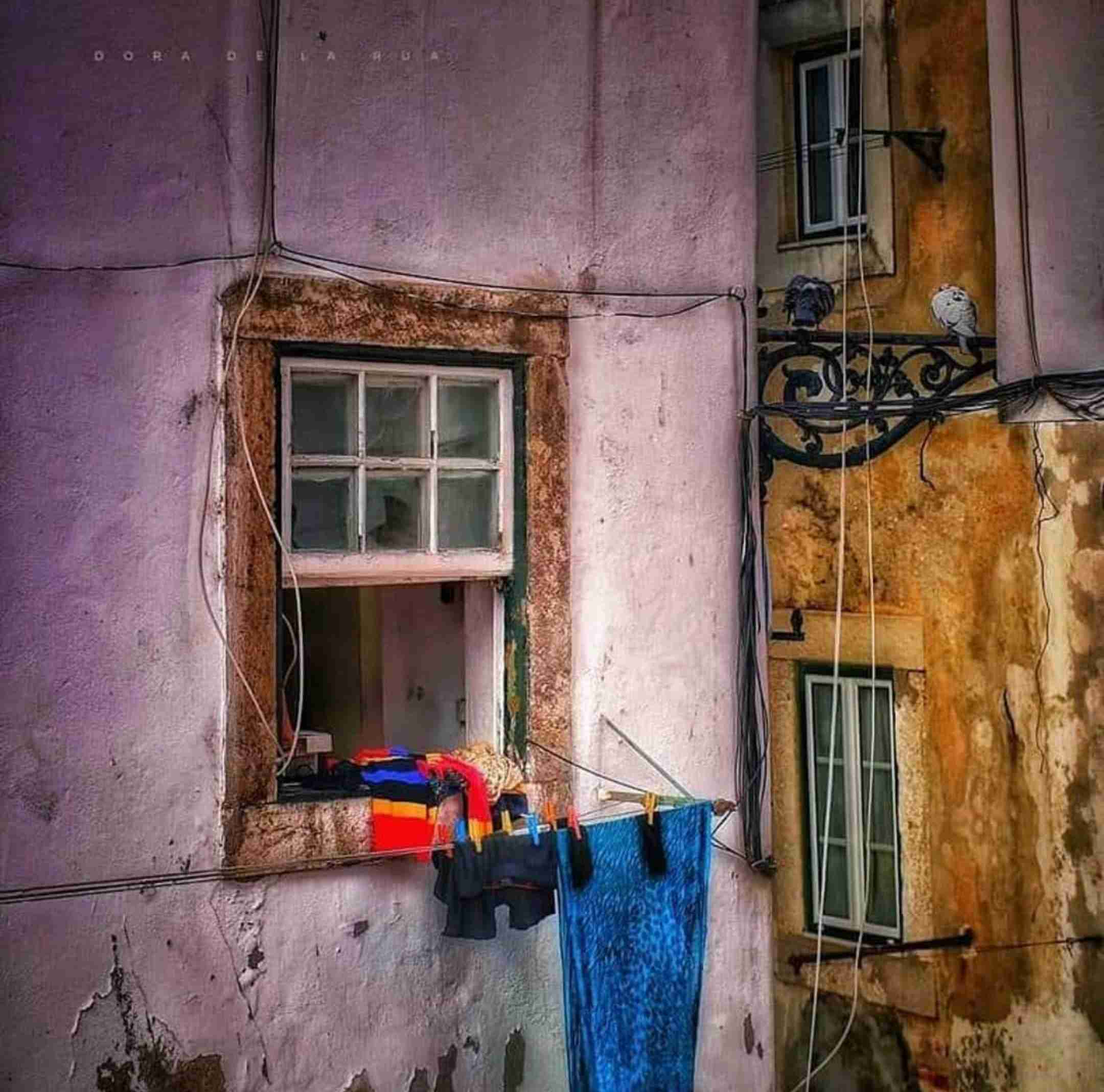 病気のペットとの引っ越しについて