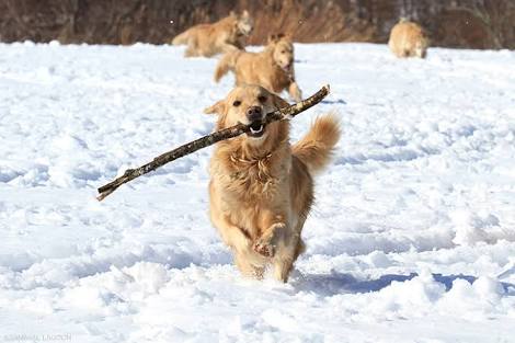 動物でパーティーを組んで魔王を倒しに行くトピpart7