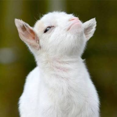 動物でパーティーを組んで魔王を倒しに行くトピpart7