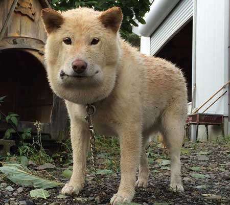 動物でパーティーを組んで魔王を倒しに行くトピpart7