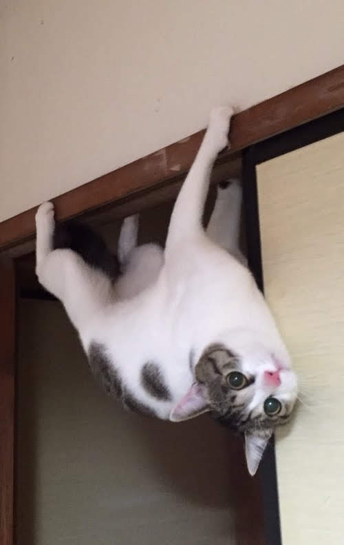 動物でパーティーを組んで魔王を倒しに行くトピpart7