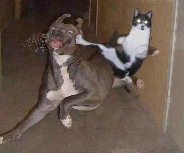 動物でパーティーを組んで魔王を倒しに行くトピpart7