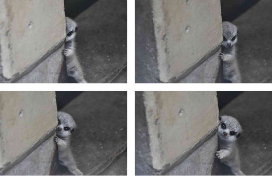 動物でパーティーを組んで魔王を倒しに行くトピpart7