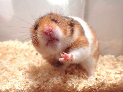 動物でパーティーを組んで魔王を倒しに行くトピpart7