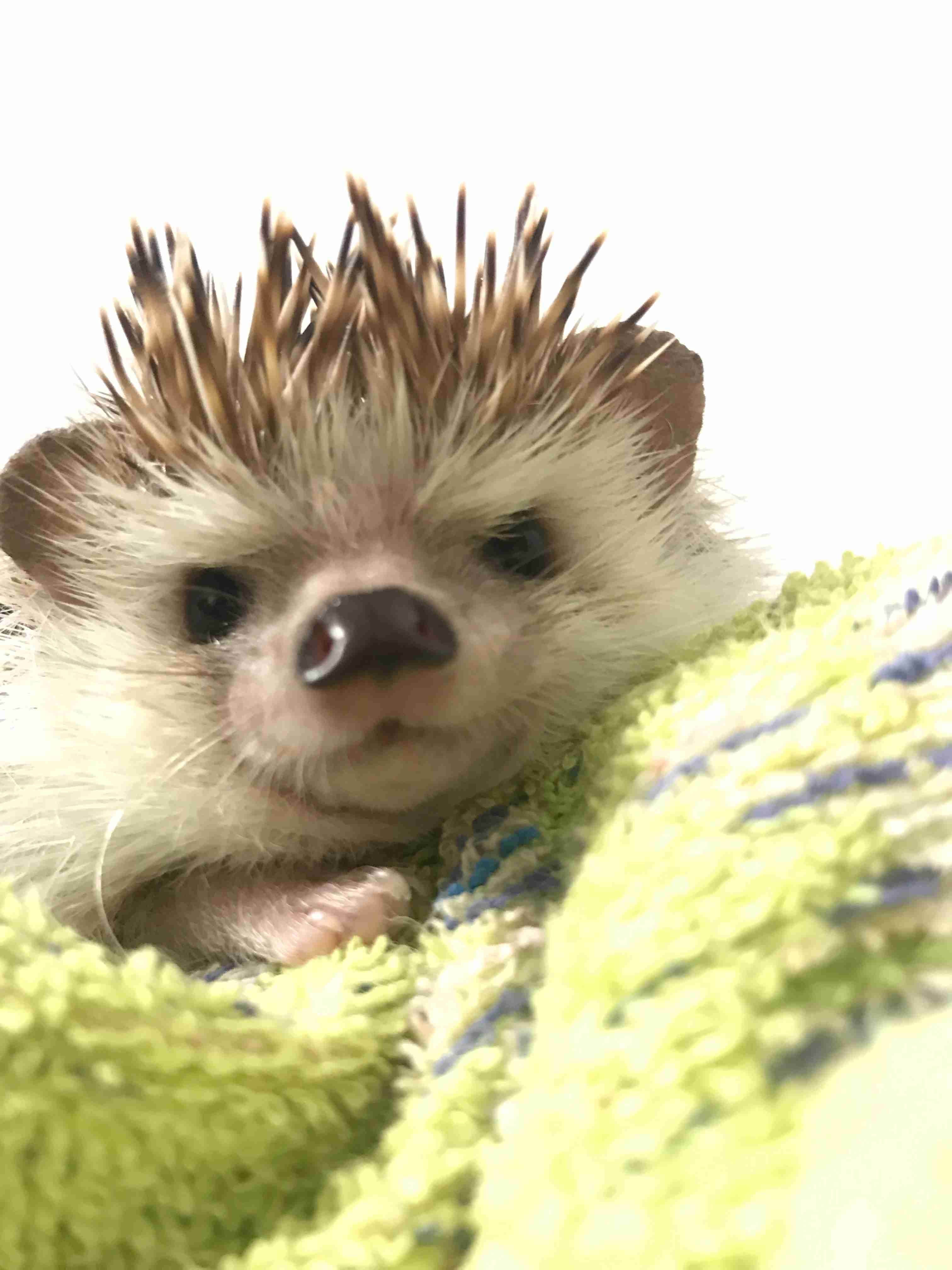 動物でパーティーを組んで魔王を倒しに行くトピpart7