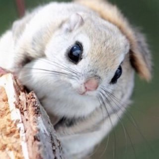 動物でパーティーを組んで魔王を倒しに行くトピpart7