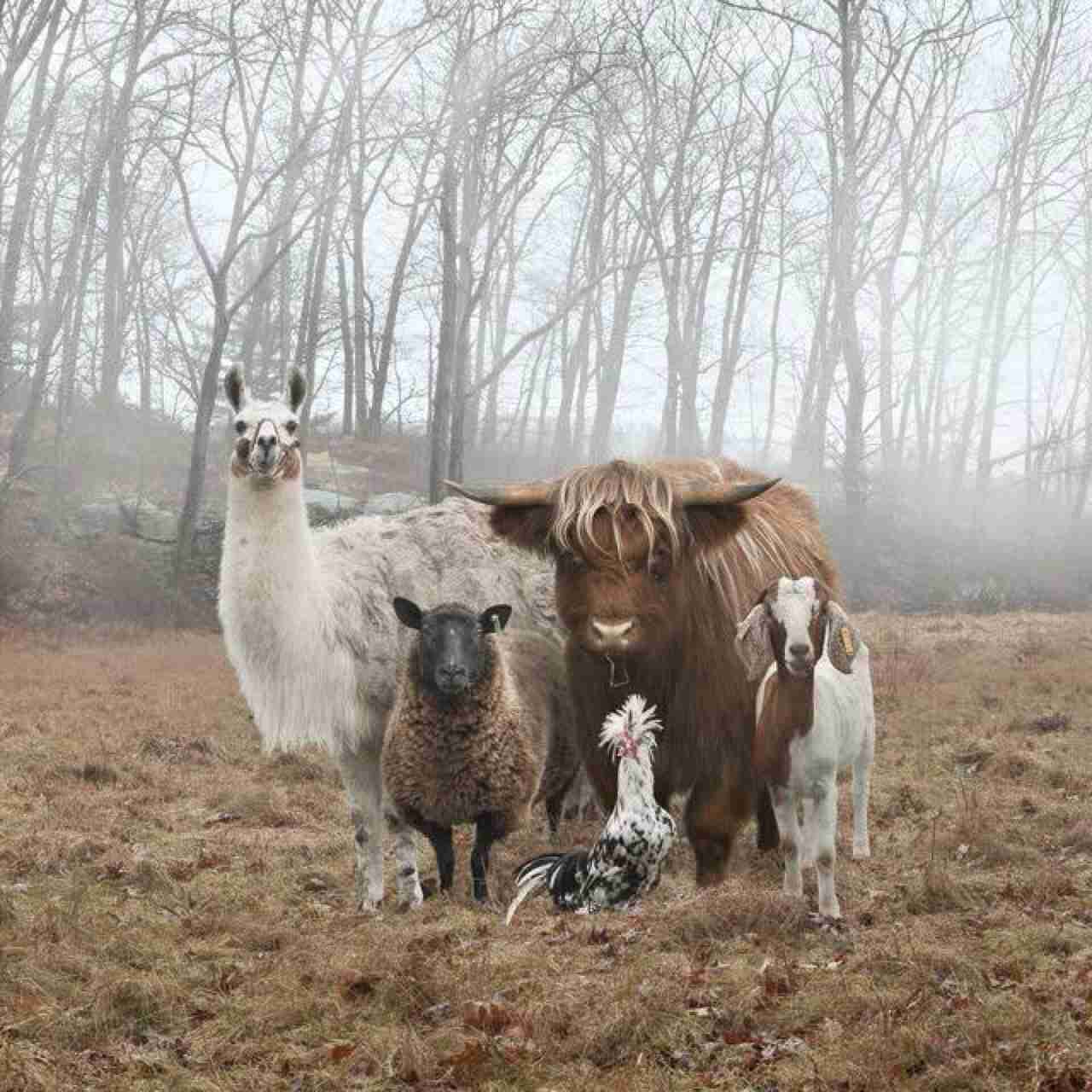 動物でパーティーを組んで魔王を倒しに行くトピpart7