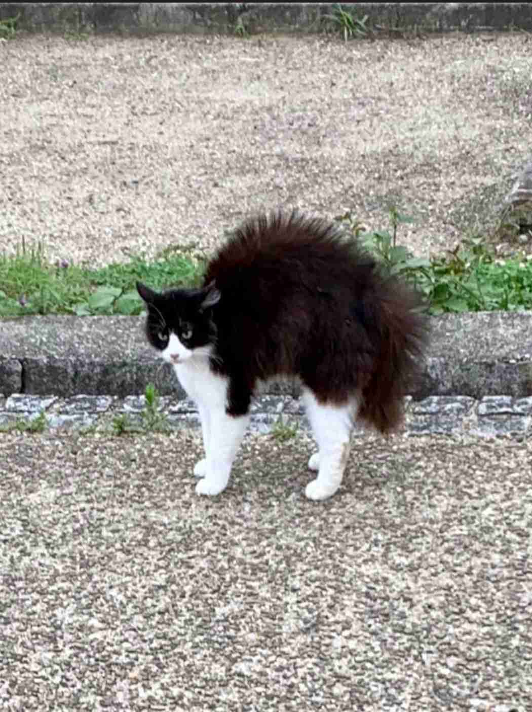 動物でパーティーを組んで魔王を倒しに行くトピpart7