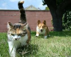 動物でパーティーを組んで魔王を倒しに行くトピpart7