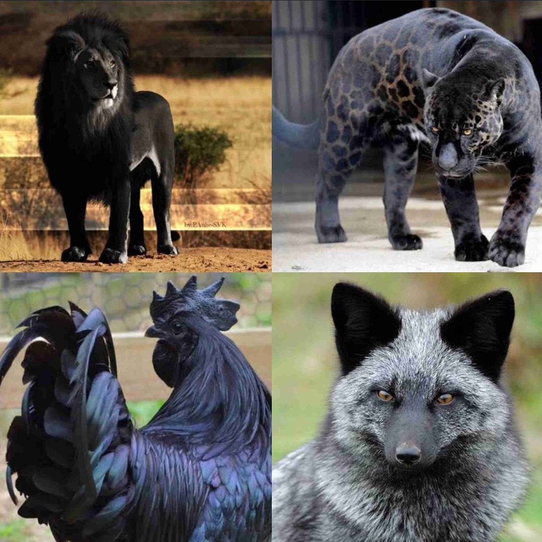 動物でパーティーを組んで魔王を倒しに行くトピpart7