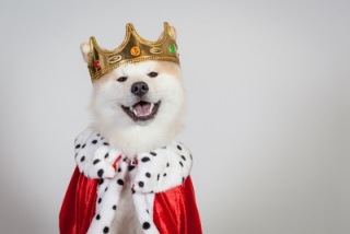 動物でパーティーを組んで魔王を倒しに行くトピpart7