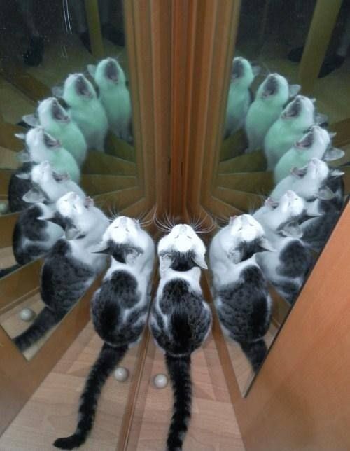 動物でパーティーを組んで魔王を倒しに行くトピpart7
