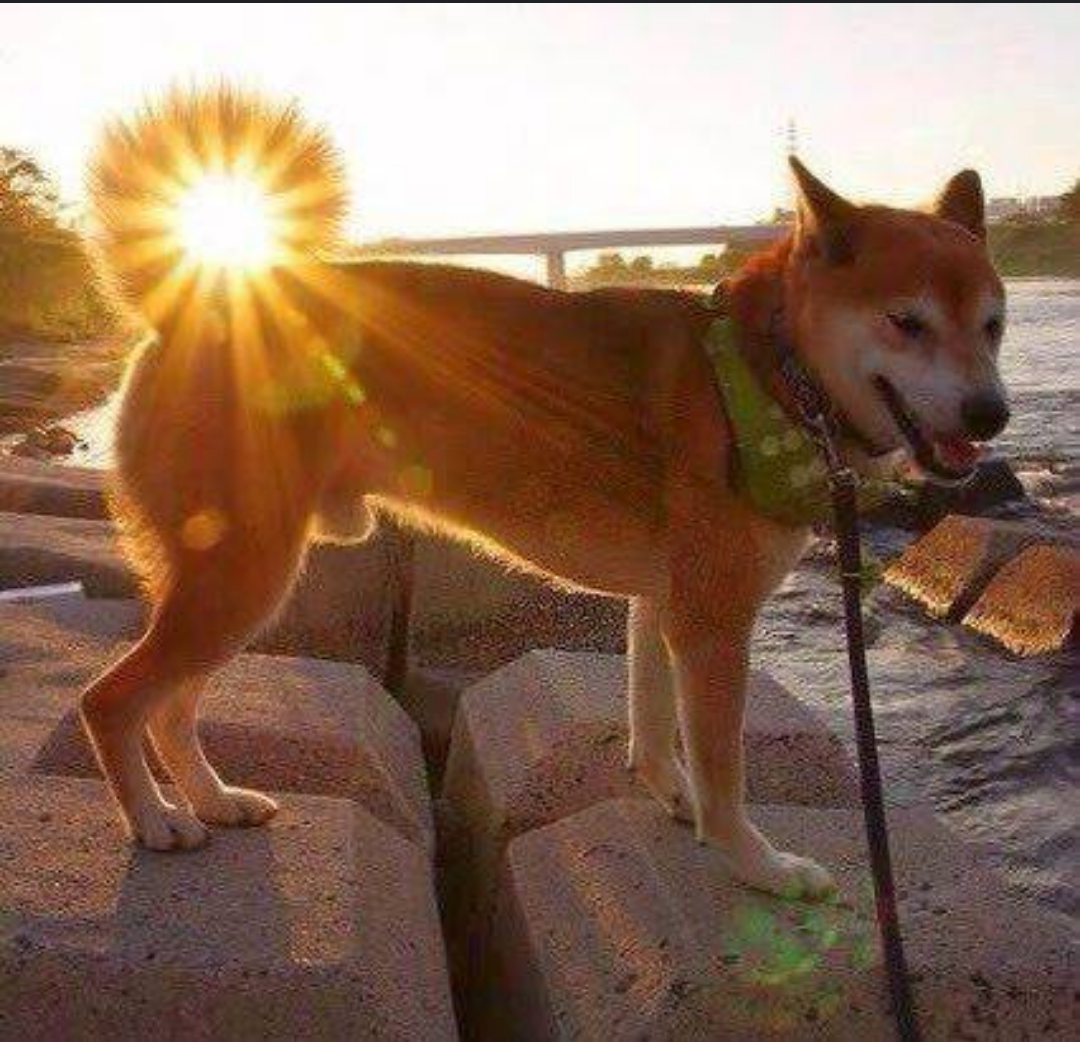 動物でパーティーを組んで魔王を倒しに行くトピpart7