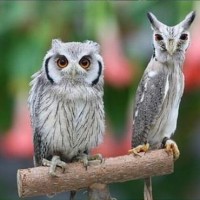 動物でパーティーを組んで魔王を倒しに行くトピpart7