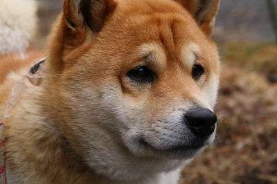 動物でパーティーを組んで魔王を倒しに行くトピpart7