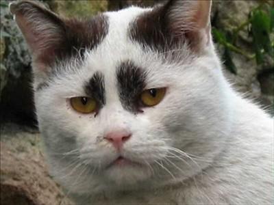 動物でパーティーを組んで魔王を倒しに行くトピpart7