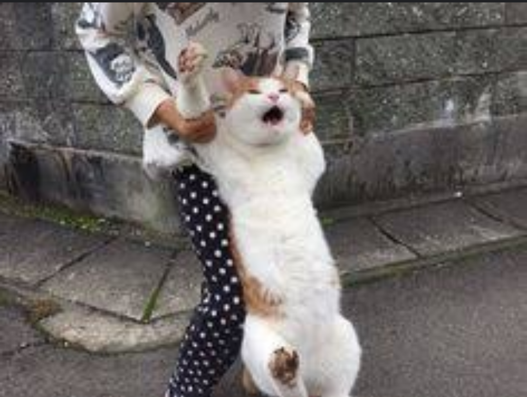 動物でパーティーを組んで魔王を倒しに行くトピpart7