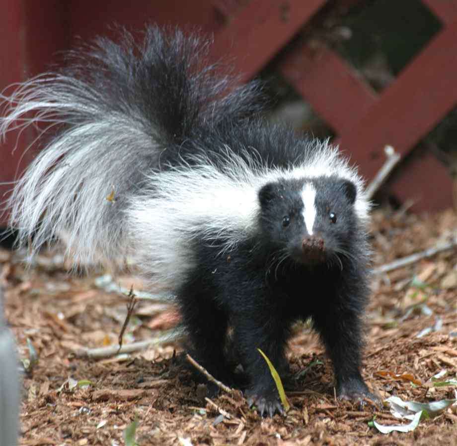 動物でパーティーを組んで魔王を倒しに行くトピpart7