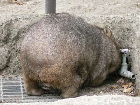 動物でパーティーを組んで魔王を倒しに行くトピpart7