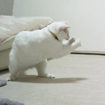 動物でパーティーを組んで魔王を倒しに行くトピpart7