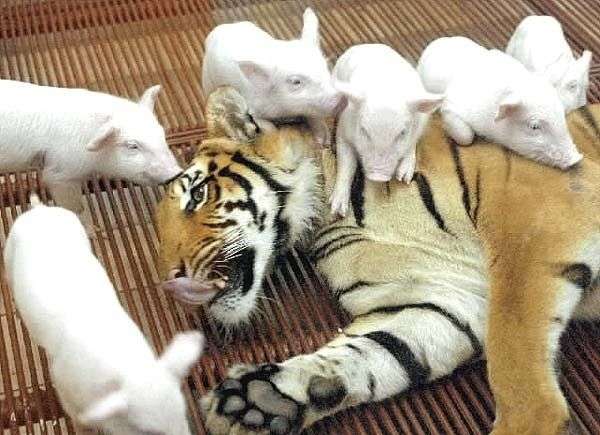 動物でパーティーを組んで魔王を倒しに行くトピpart7