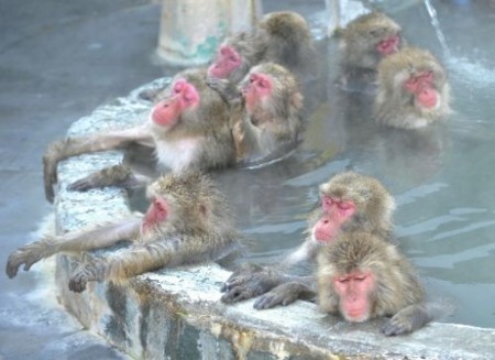 動物でパーティーを組んで魔王を倒しに行くトピpart7