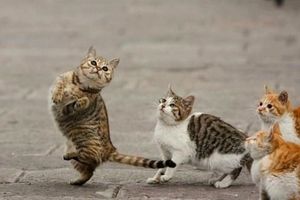 動物でパーティーを組んで魔王を倒しに行くトピpart7