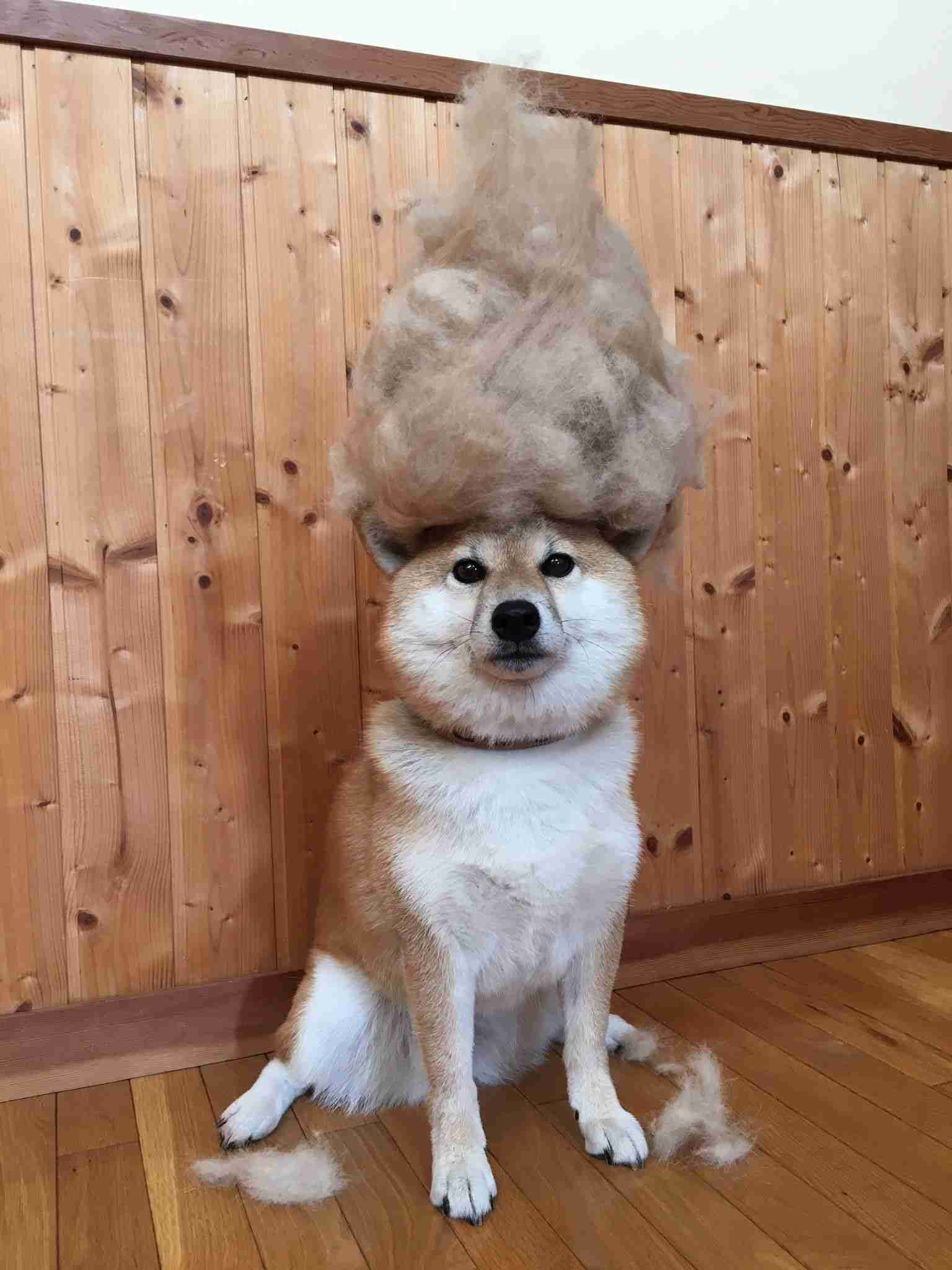 動物でパーティーを組んで魔王を倒しに行くトピpart7