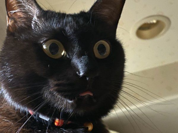 動物でパーティーを組んで魔王を倒しに行くトピpart7